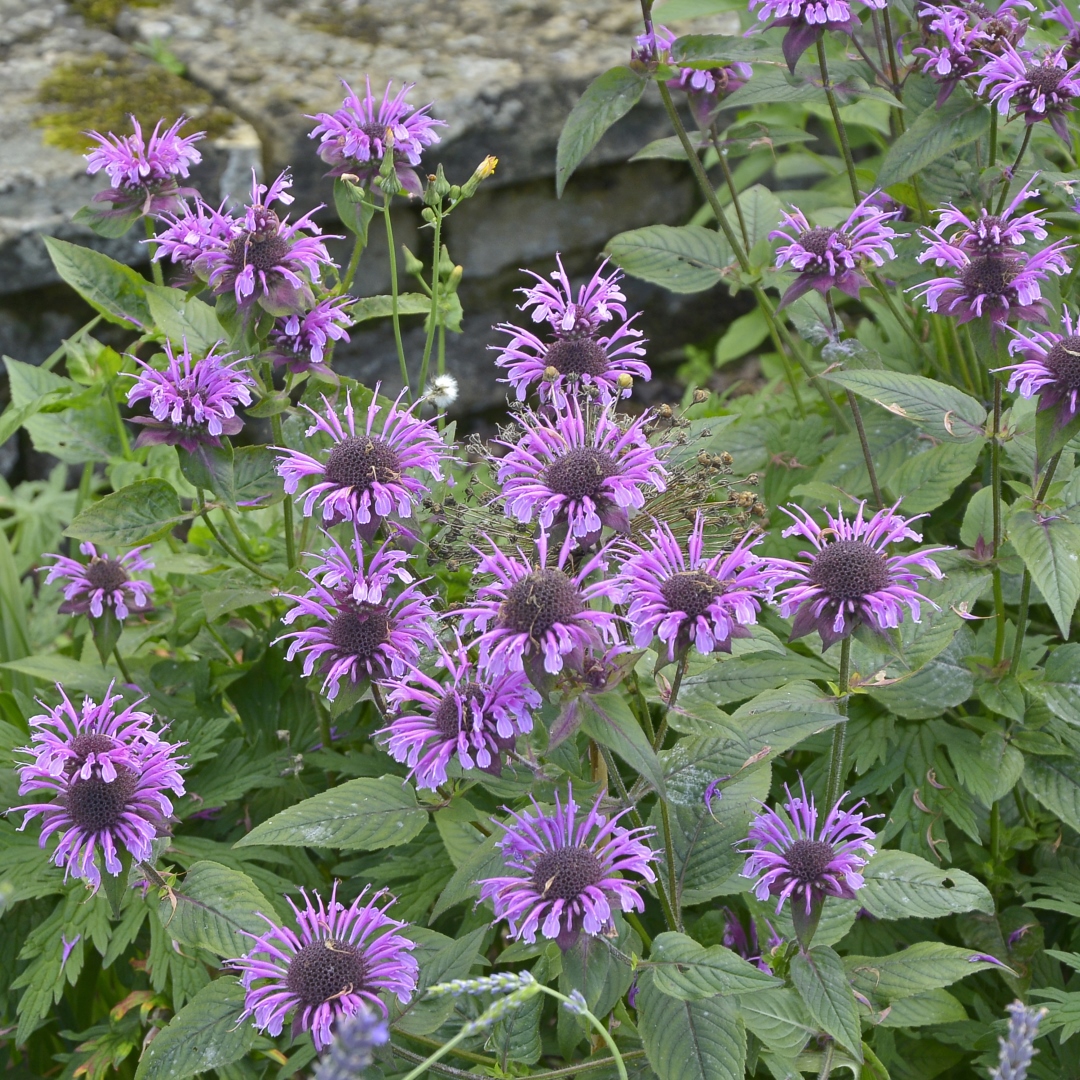 Wild Bergamot Shrugs Off Drought And Deer
