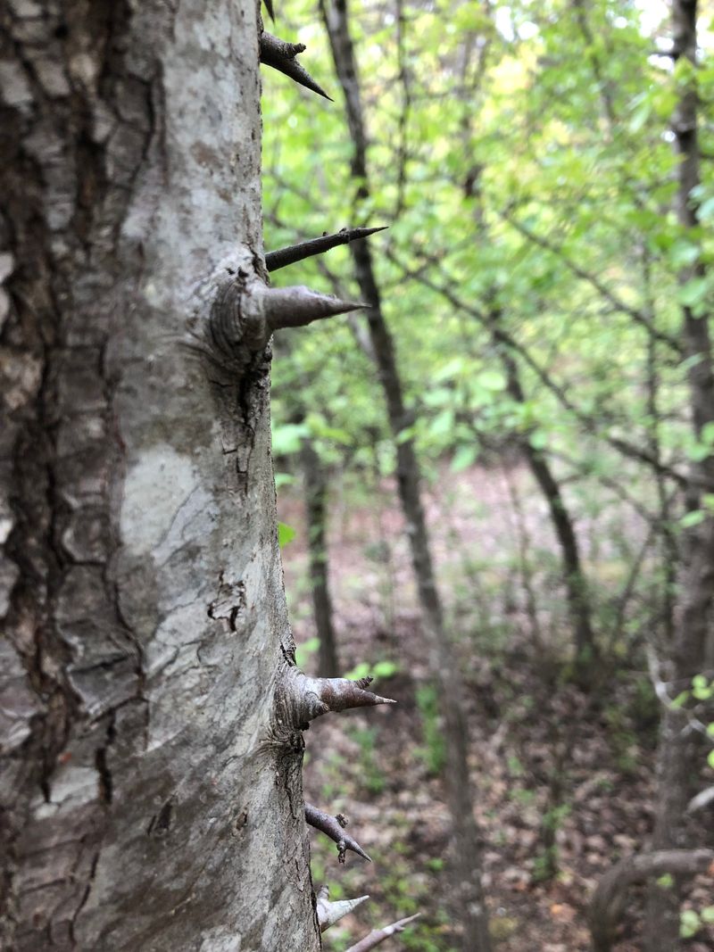 Wild Callery Trees Bring New Hazards Wild Callery Trees Bring New Hazards