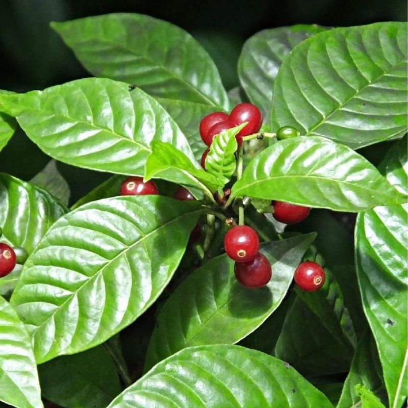 Wild Coffee Brings Glossy Tropical Texture