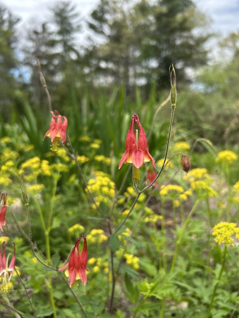 Wild Columbine Fits Filtered Light Wild Columbine Fits Filtered Light