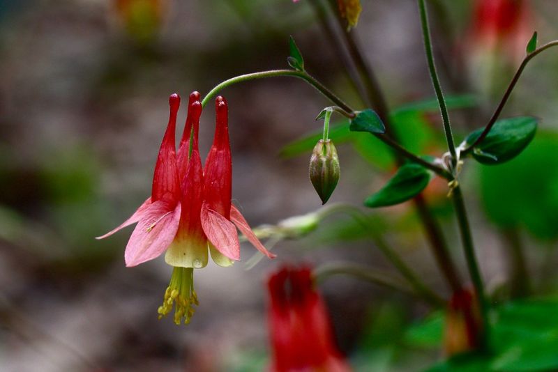 Wild Columbine Fits Rocky Woodland Edges Wild Columbine Fits Rocky Woodland Edges