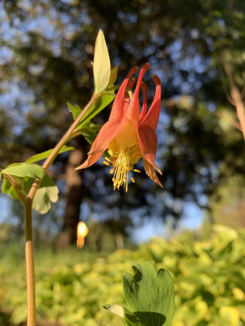 Wild Columbine Softens Shady Corners Wild Columbine Softens Shady Corners