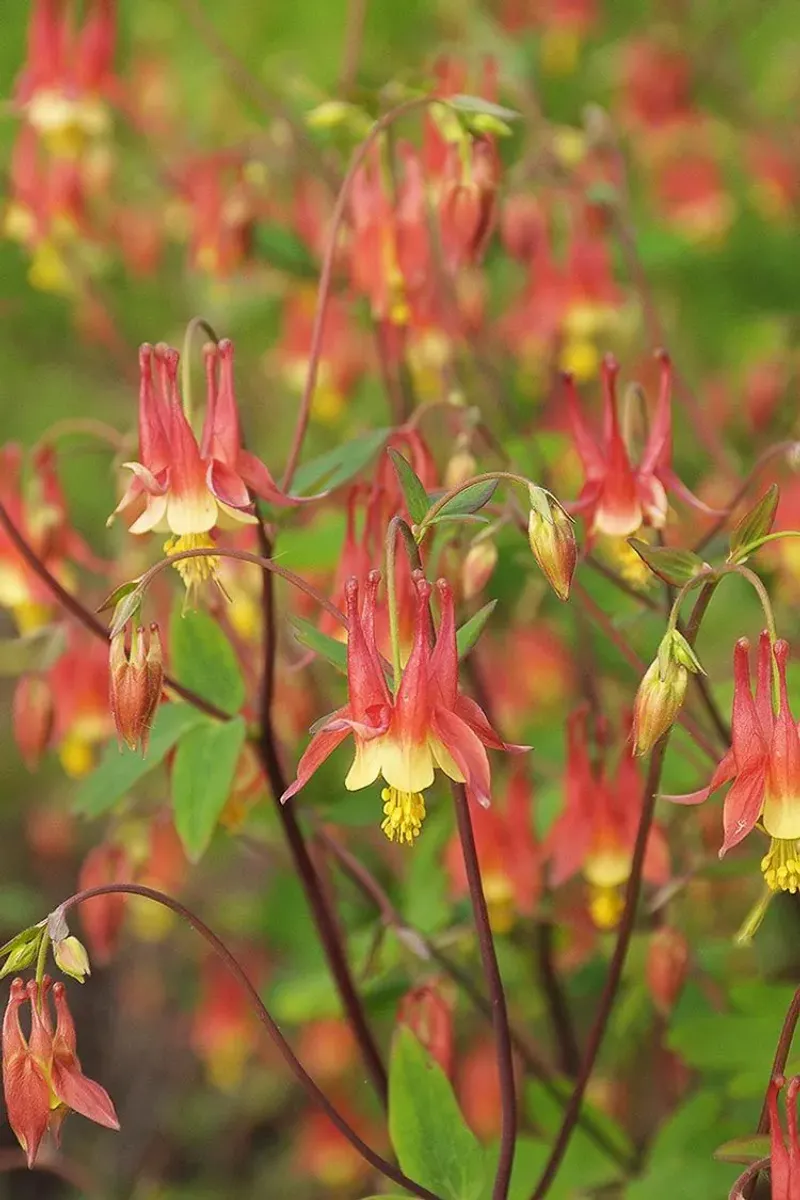 Wild Columbine Thrives In The Shady Stretch Wild Columbine Thrives In The Shady Stretch