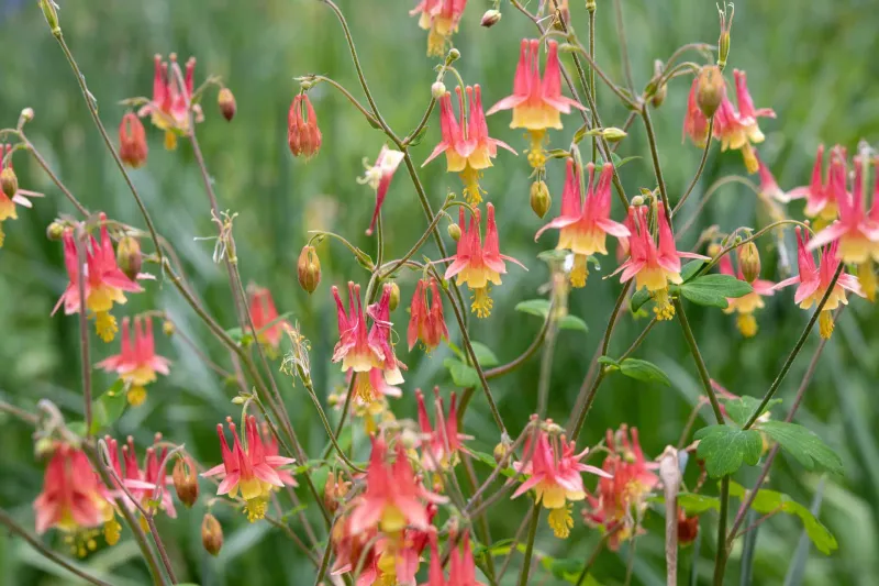 Wild Columbine Tucks Into Rocky Pockets Wild Columbine Tucks Into Rocky Pockets