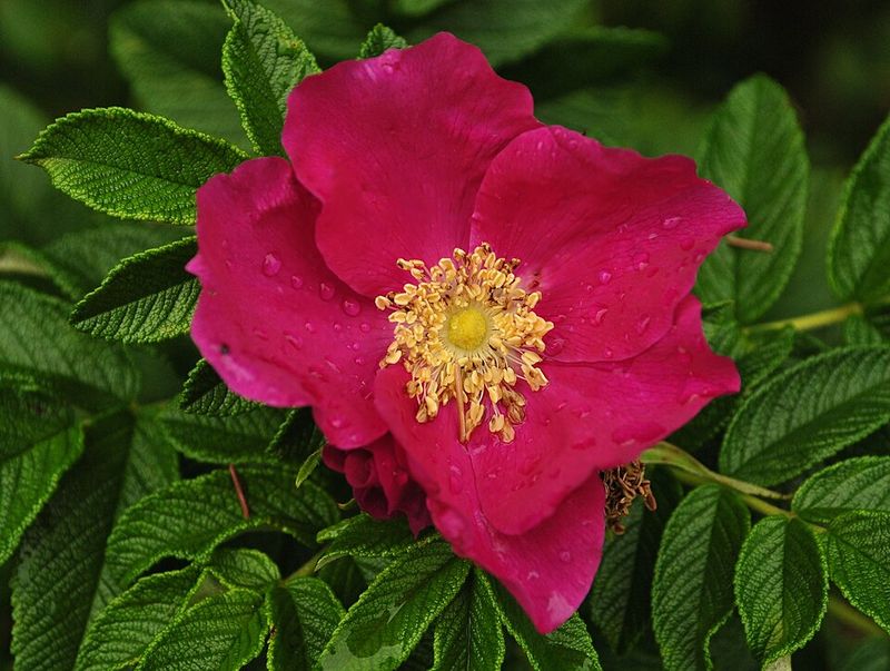 Wild Genetics Favor Toughness Over Ornamental Refinement