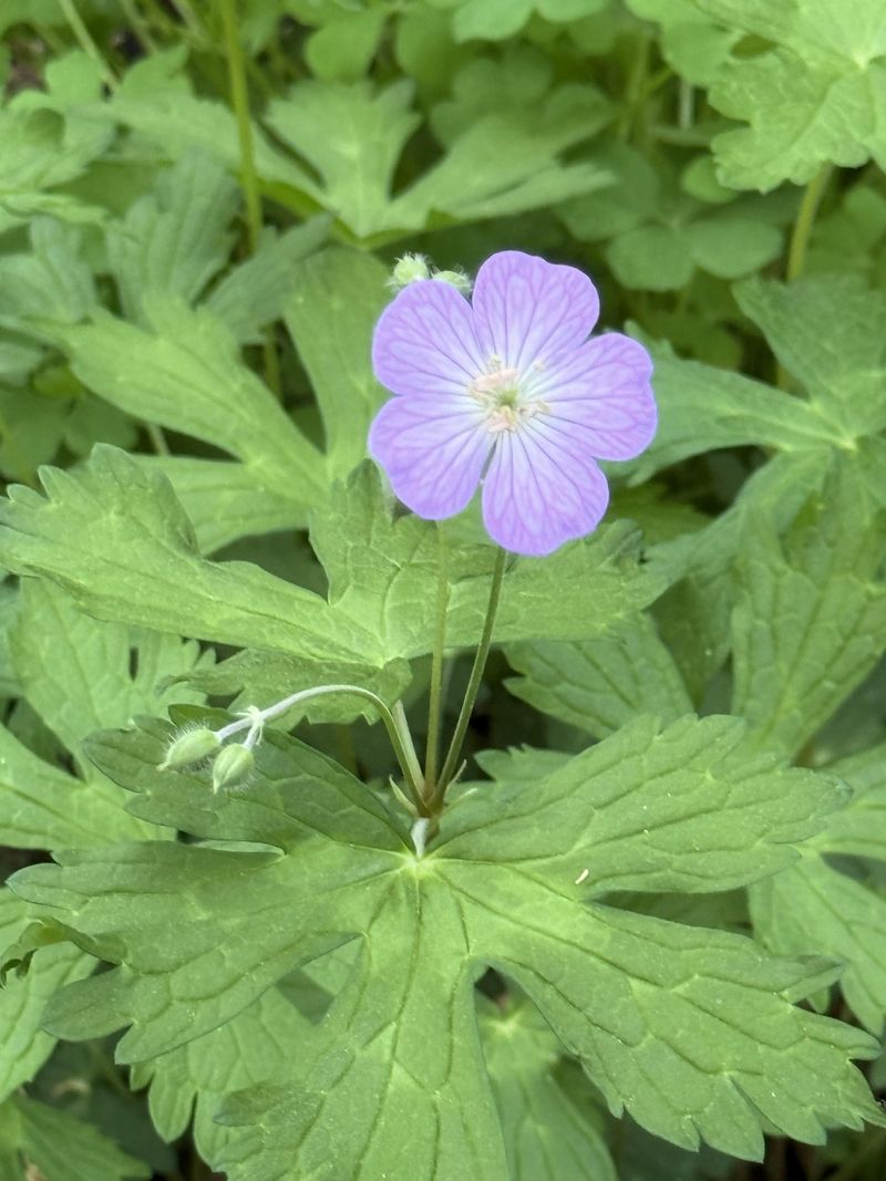 Wild Geranium