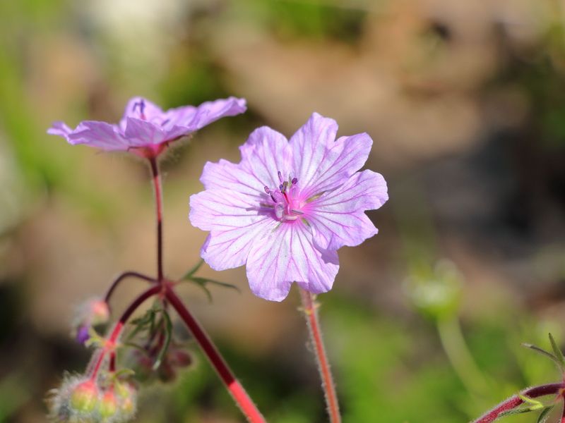 Wild Geranium