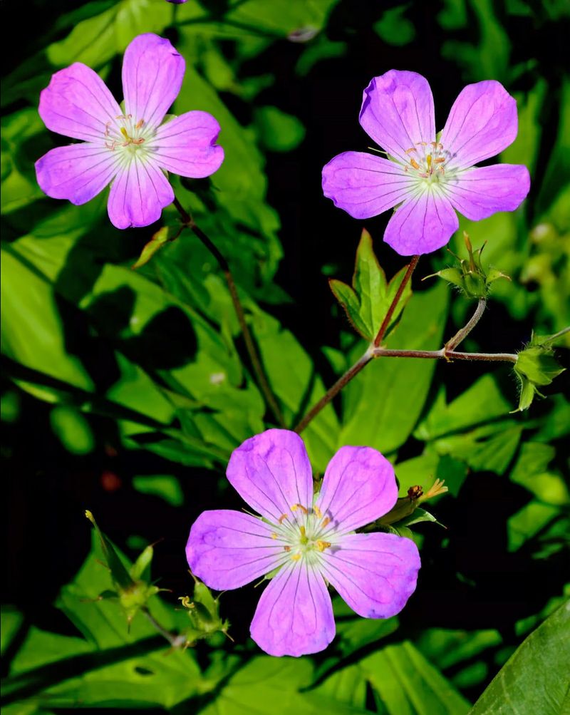 Wild Geranium Handles Late-Season Division