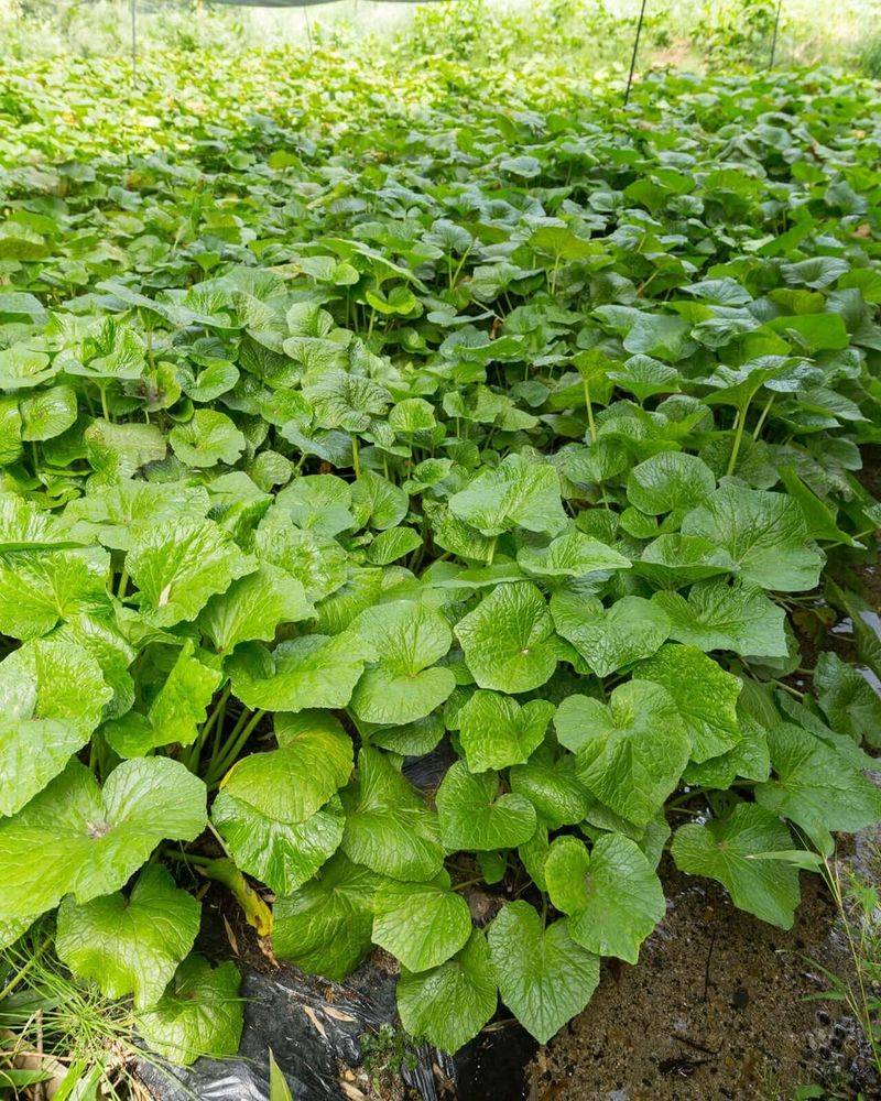 Wild Ginger Wild Ginger