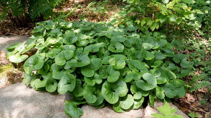 Wild Ginger Wild Ginger