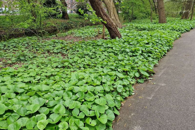 Wild Ginger Thrives Beneath A Shady Canopy Wild Ginger Thrives Beneath A Shady Canopy