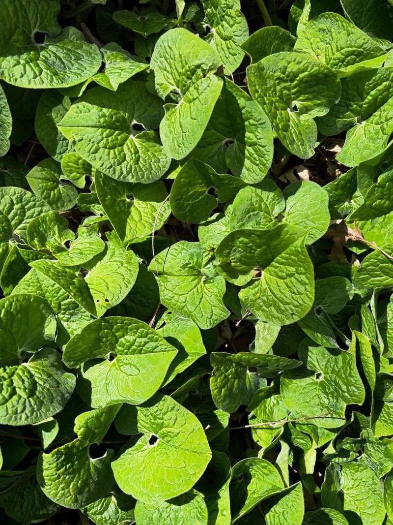 Wild Ginger Wild Ginger