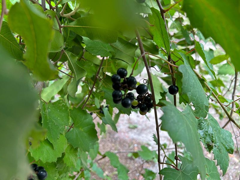 Wild Grape Gives Tortoises A Native Vine