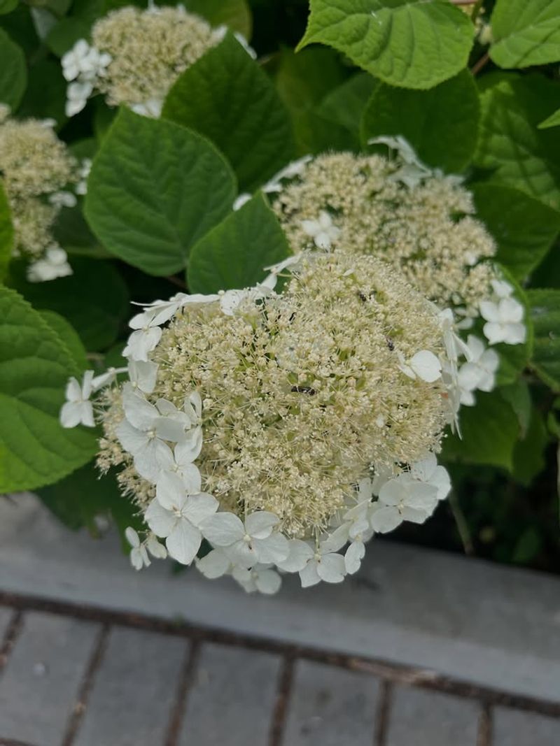 Wild Hydrangea Wild Hydrangea