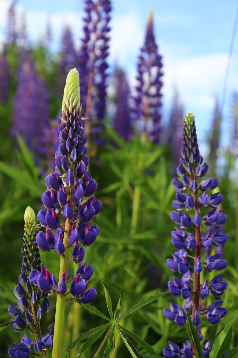 Wild Lupine (Lupinus Perennis) Wild Lupine (Lupinus Perennis)