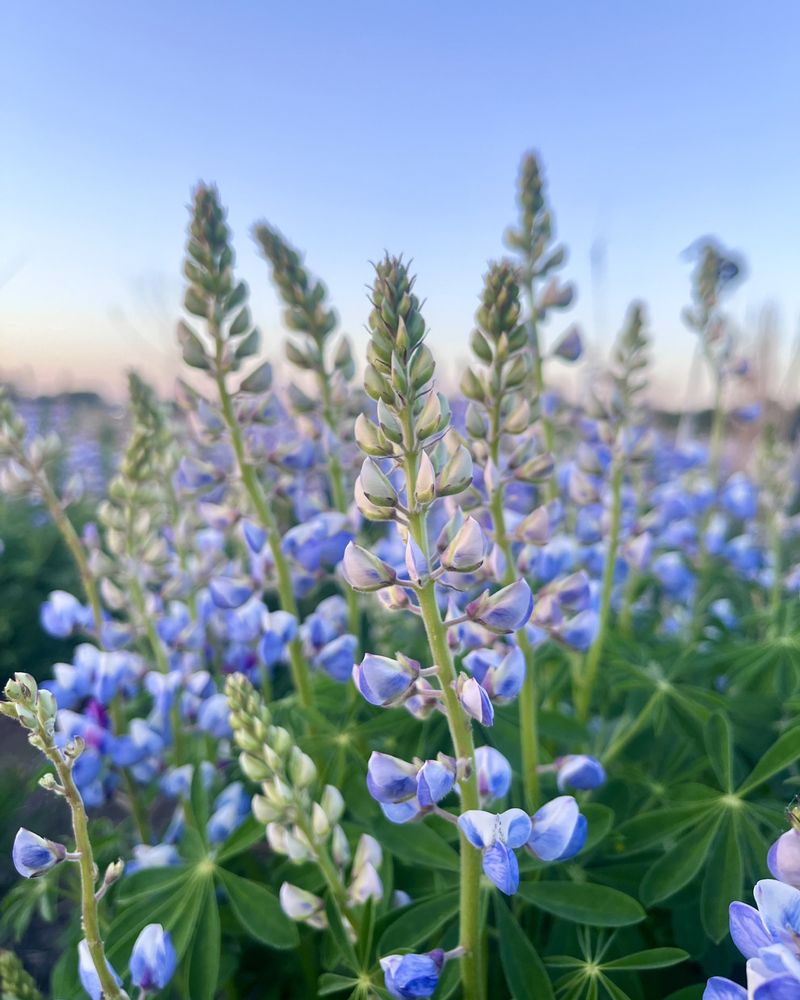 Wild Lupine Wild Lupine