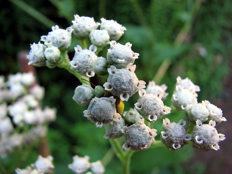 Wild Quinine