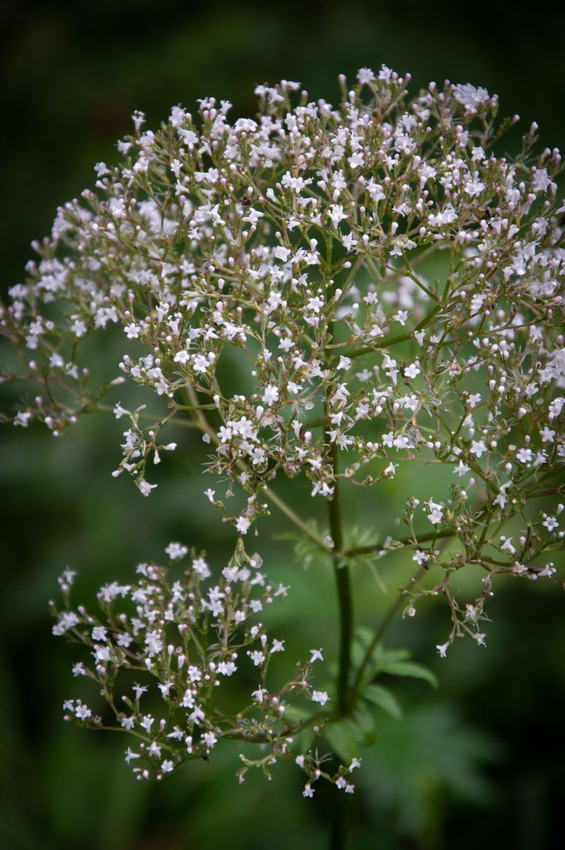 Wild Quinine