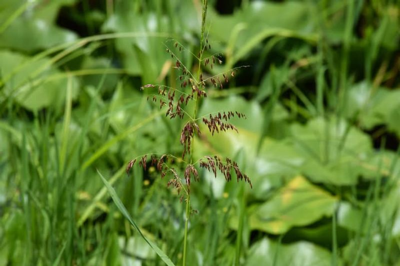 Wild Rice Needs Rule Checking Wild Rice Needs Rule Checking