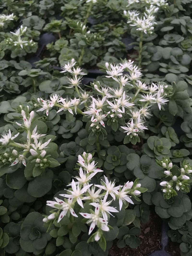 Wild Stonecrop Softens Shady Stone Edges Wild Stonecrop Softens Shady Stone Edges