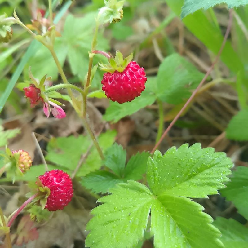 Wild Strawberry Wild Strawberry