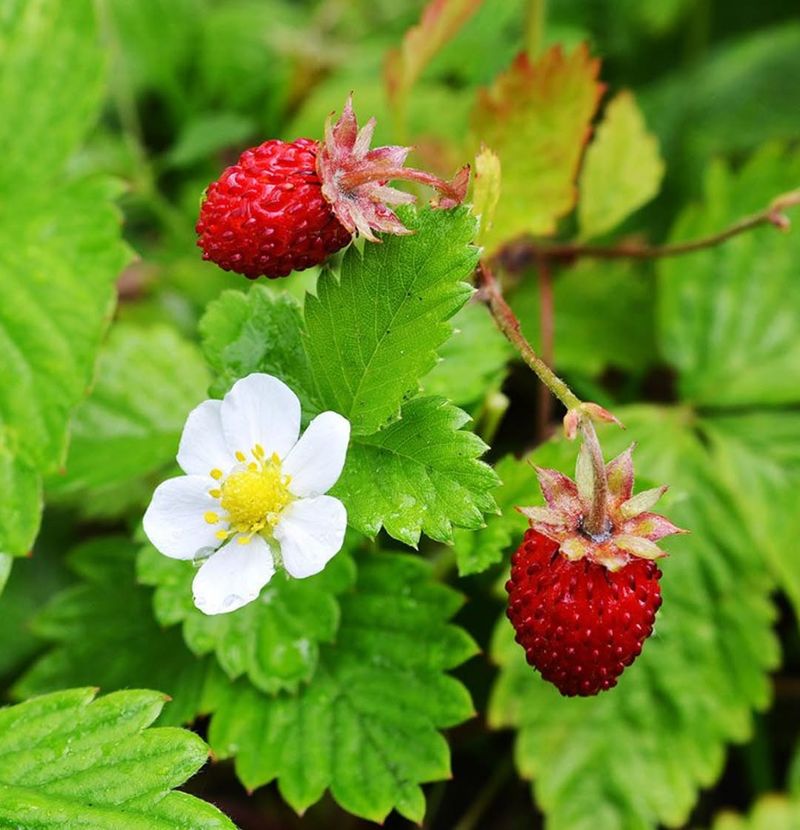 Wild Strawberry Wild Strawberry