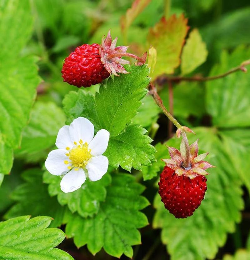 Wild Strawberry