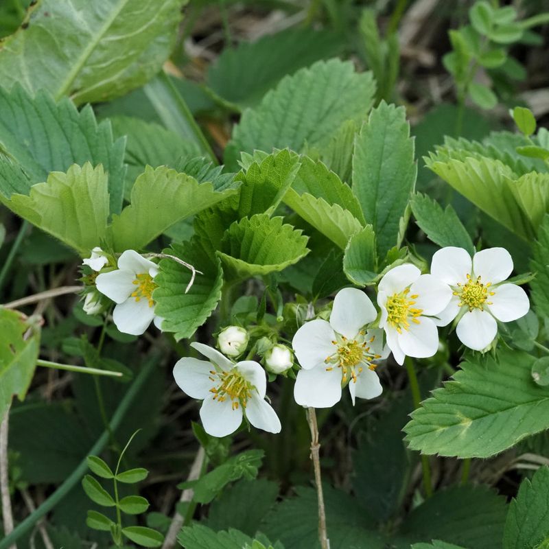 Wild Strawberry Can Spread Across Open Soil With Runners Wild Strawberry Can Spread Across Open Soil With Runners