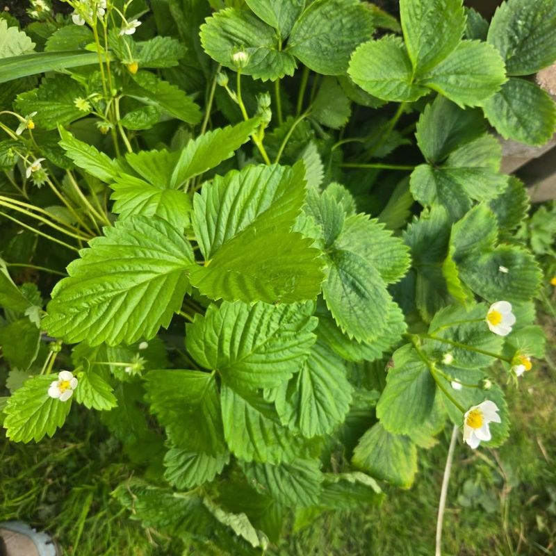Wild Strawberry For Sunny Stepping Stone Borders Wild Strawberry For Sunny Stepping Stone Borders