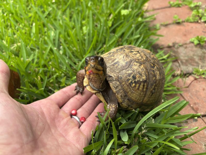 Wild Strawberry Gives Eastern Box Turtles A Seasonal Food Source Wild Strawberry Gives Eastern Box Turtles A Seasonal Food Source