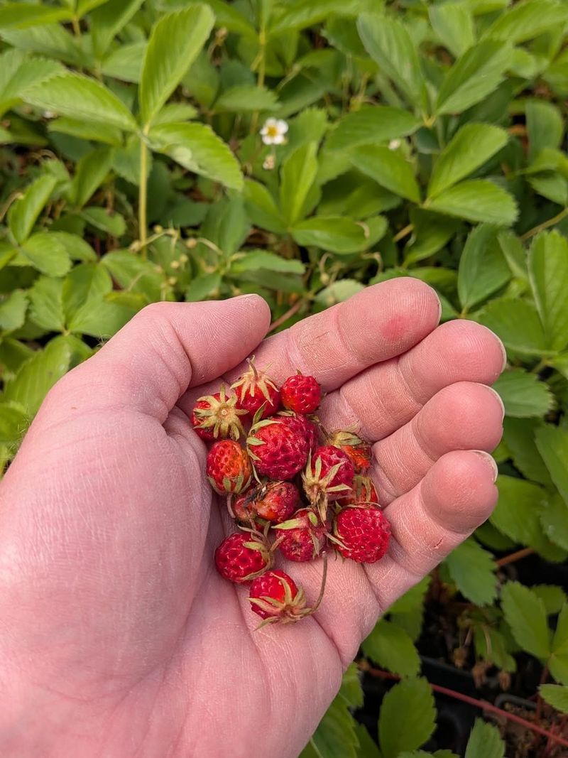 Wild Strawberry Is An Alternative, Not A Look-Alike Replacement