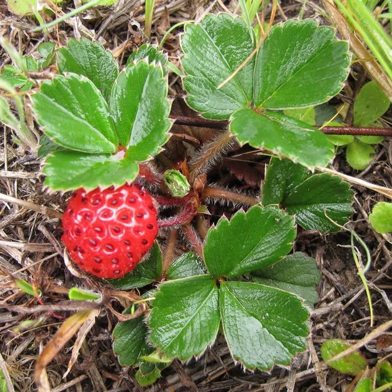 Wild Strawberry Wild Strawberry