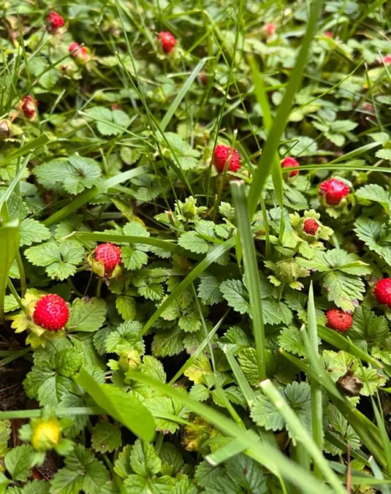 Wild Strawberry Wild Strawberry