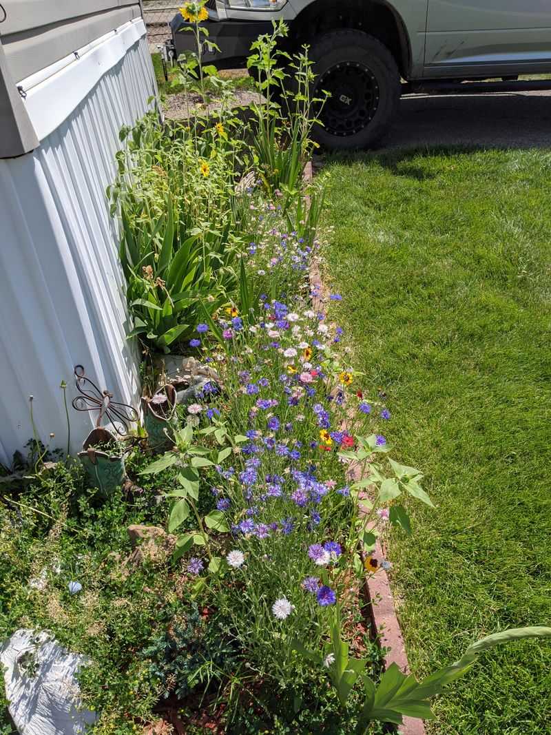 Wildflower Patches Need A Planned Look Wildflower Patches Need A Planned Look