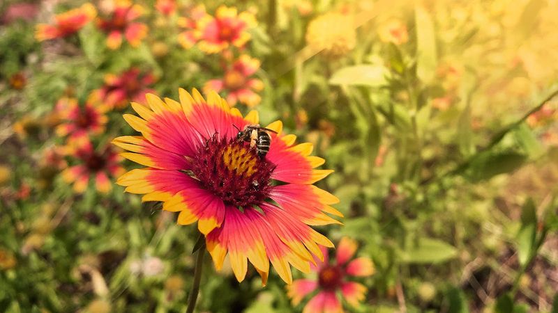 Wildflower Seeds Get Less Room To Sprout Wildflower Seeds Get Less Room To Sprout