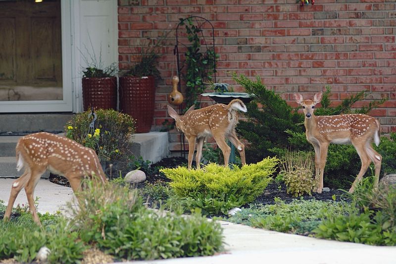 Wildlife Can Bring Chiggers Into The Yard