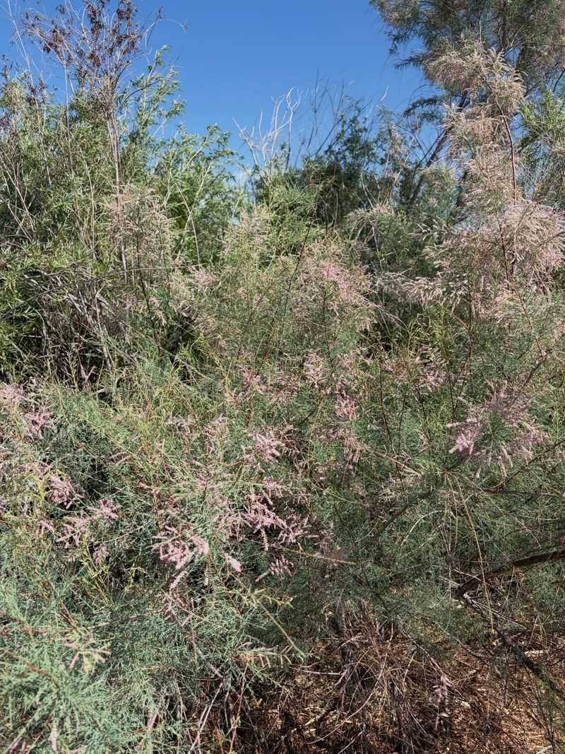 Wildlife Habitat Changes When Tamarisk Takes Over Wildlife Habitat Changes When Tamarisk Takes Over
