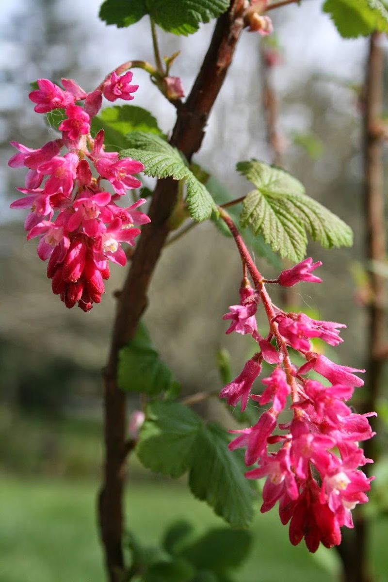 Willamette Wildlings Is A Creswell Native-Plant Stop Willamette Wildlings Is A Creswell Native-Plant Stop