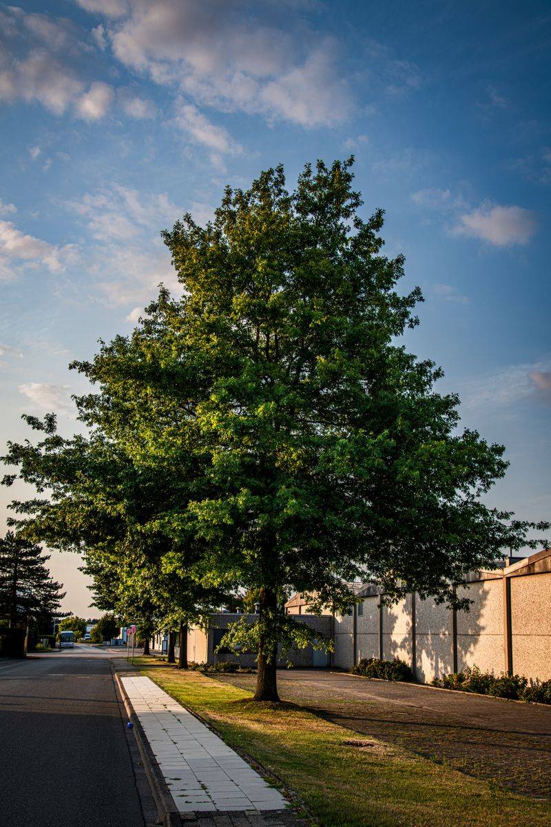Willow Oak Willow Oak