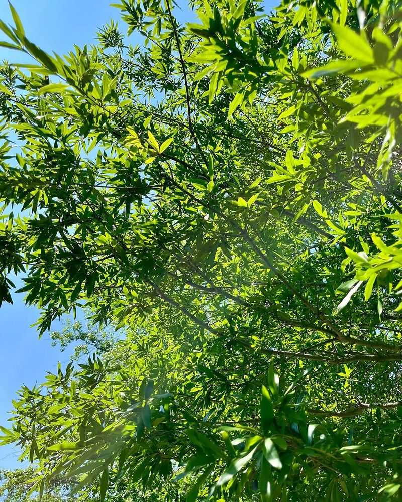 Willow Oak Willow Oak