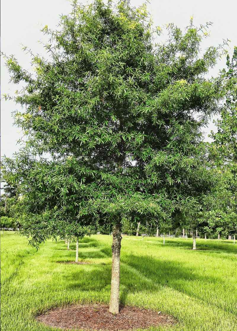 Willow Oak That Behaves Better Than You Think