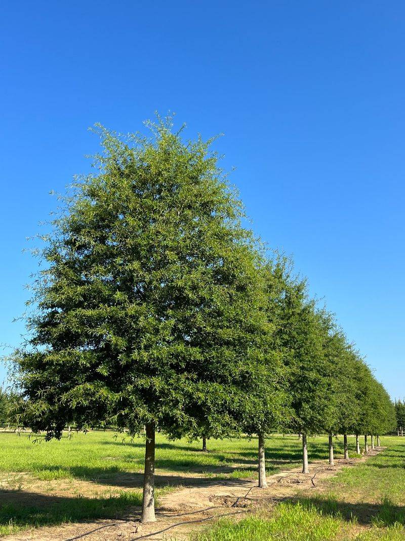 Willow Oak Thrives In Clay Conditions