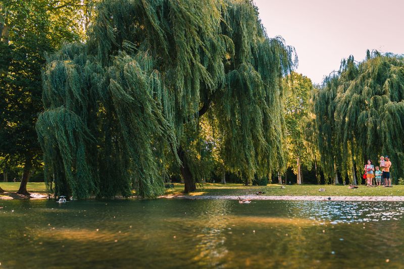 Willow