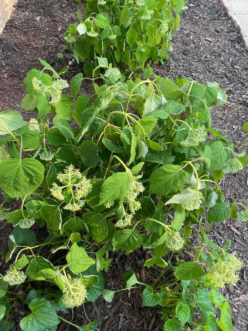 Wilting Leaves Can Fool Oregon Gardeners Wilting Leaves Can Fool Oregon Gardeners