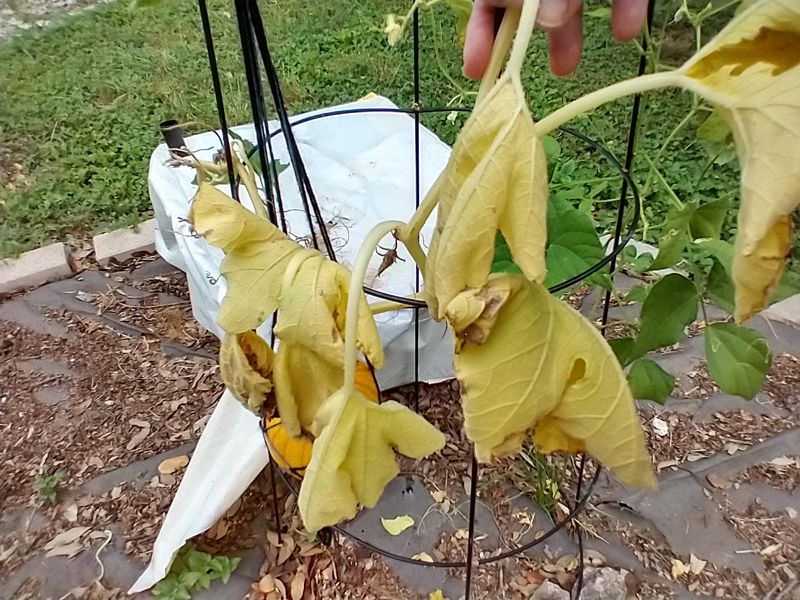 Wilting Leaves Raise The Alarm Wilting Leaves Raise The Alarm