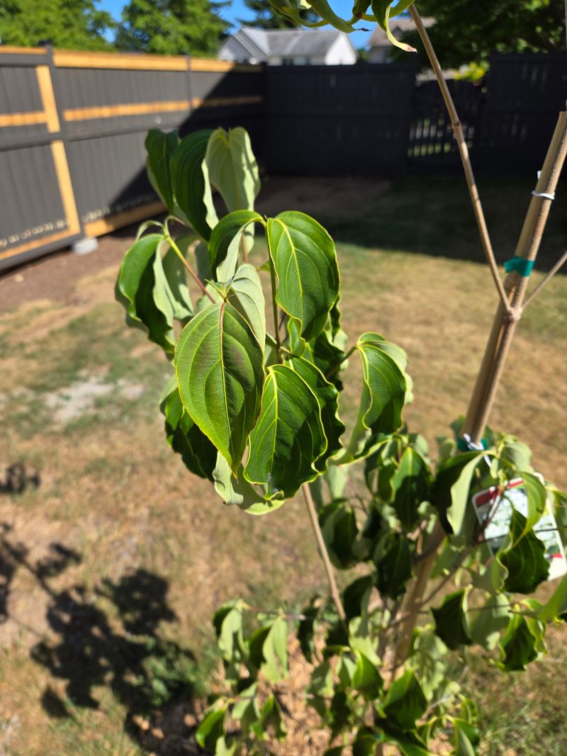 Wilting Leaves Show The Tree Is Losing Moisture Wilting Leaves Show The Tree Is Losing Moisture