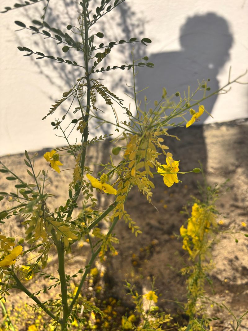 Wilting Or Drying Leaves Wilting Or Drying Leaves