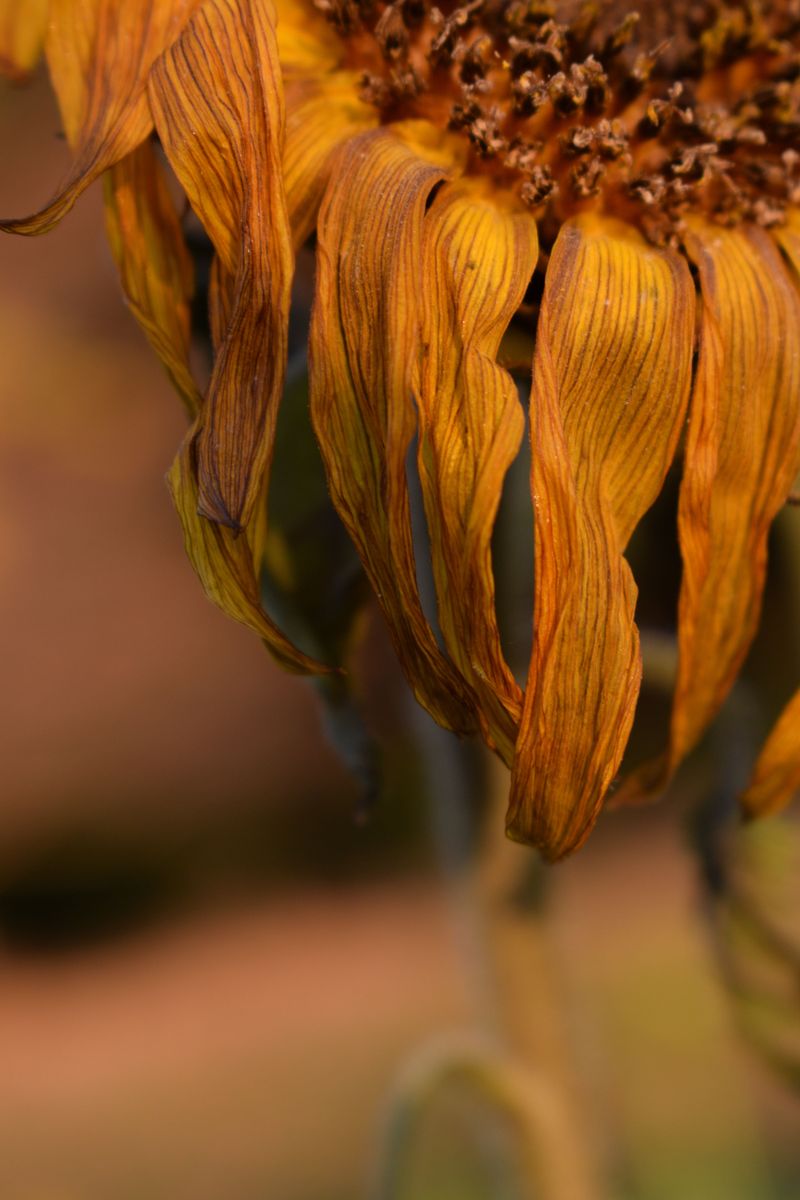 Wilting That Doesn't Recover Overnight Wilting That Doesn't Recover Overnight