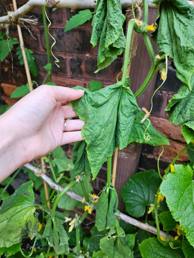Wilting Vines Are The First Sign Something Is Wrong Wilting Vines Are The First Sign Something Is Wrong