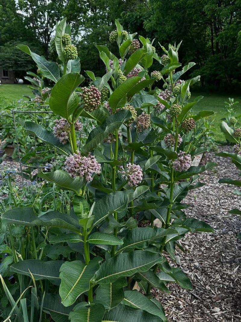 Wind Carried Seeds Can Extend Its Reach